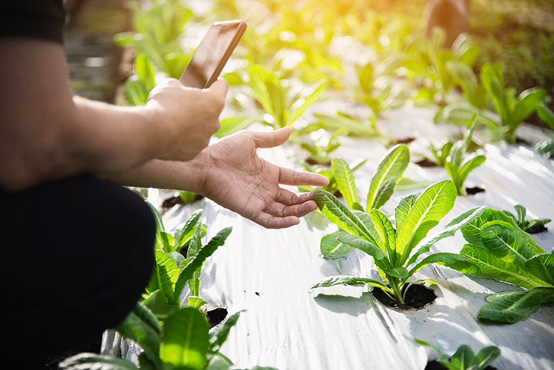 farming